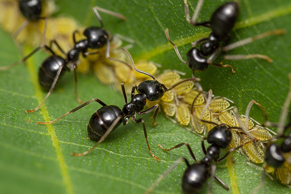 ants milking aphids on a green leaf