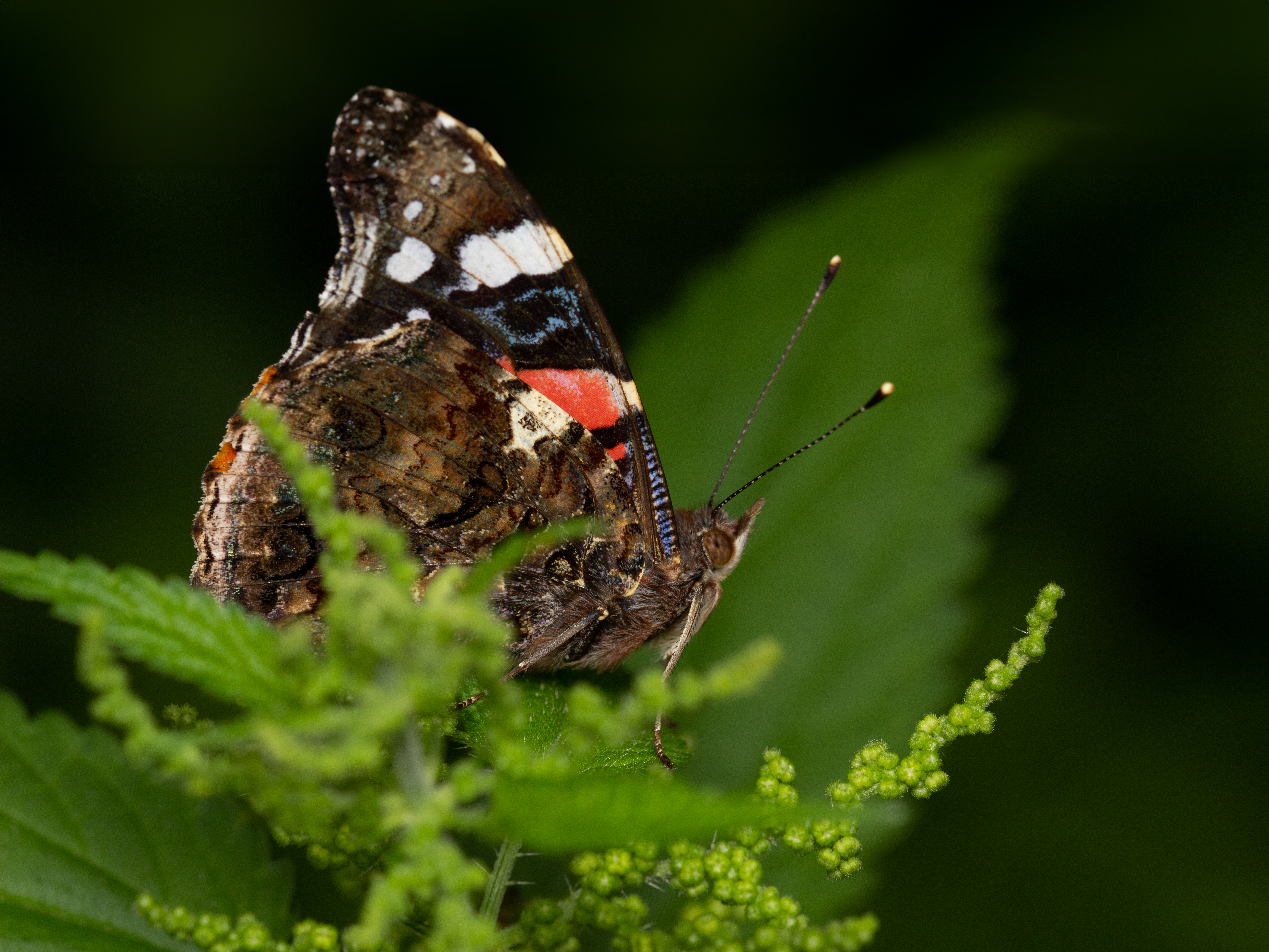 A butterfly sitting on stinging nettles