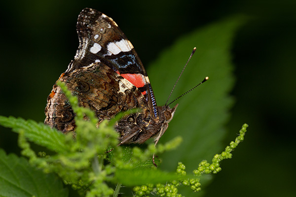 A butterfly sitting on stinging nettles