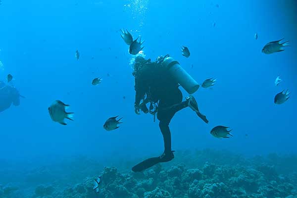 A scuba guide, dressed in all black, floating in blue water, surrounded by small fish