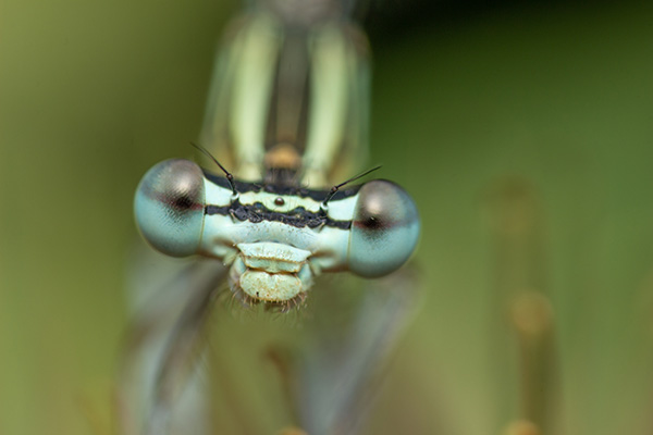 A green dragonfly on green, blurry background