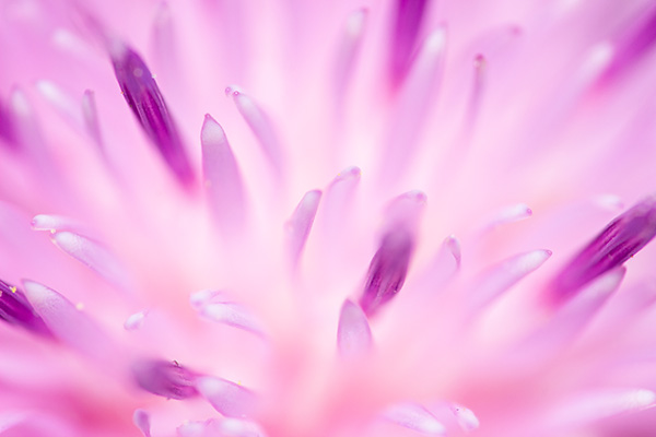 A thistle flower, very close up.