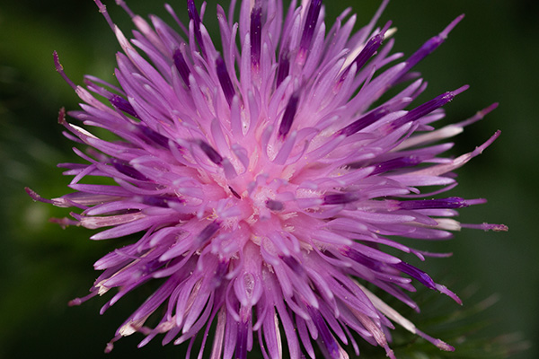 A thistle flower