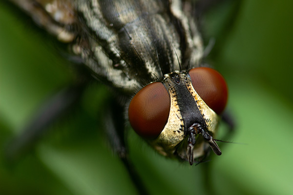 A big house fly sitting on a blade of grass, close-up