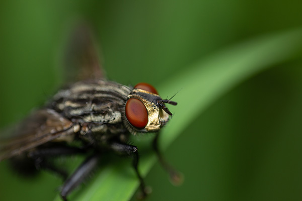 A big house fly sitting on a blade of grass