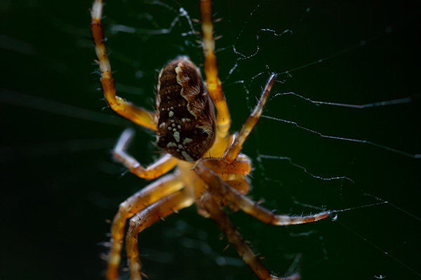 A detailed shot of a garden spiders abdomen, hairy