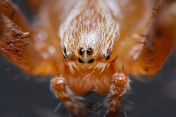 A garden spiders face