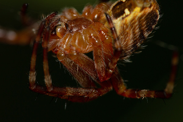 A local garden spider producing spiderweb strings