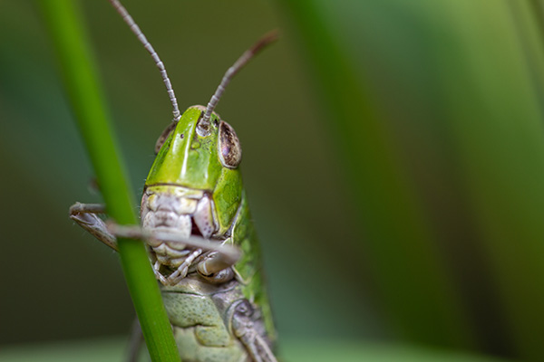 A green grasshopper sitting on a leaf of grass