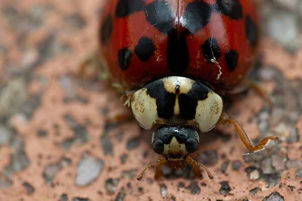 A ladybug walking on stone tiles with its left leg stretched out
