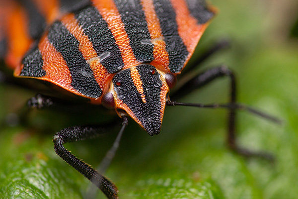 A minstrel bug, graphosoma italicum, sitting on a leaf, looking at the camera