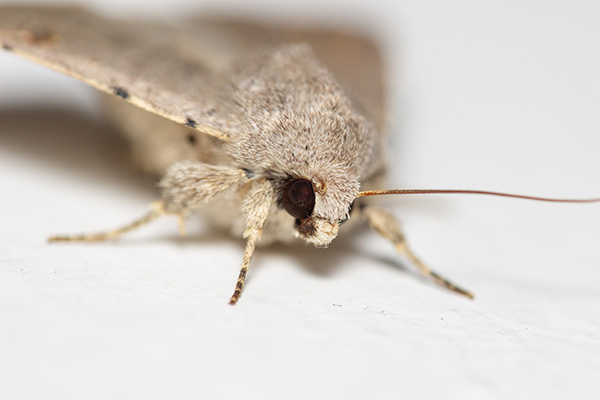 A grey house moth sitting on a white wall