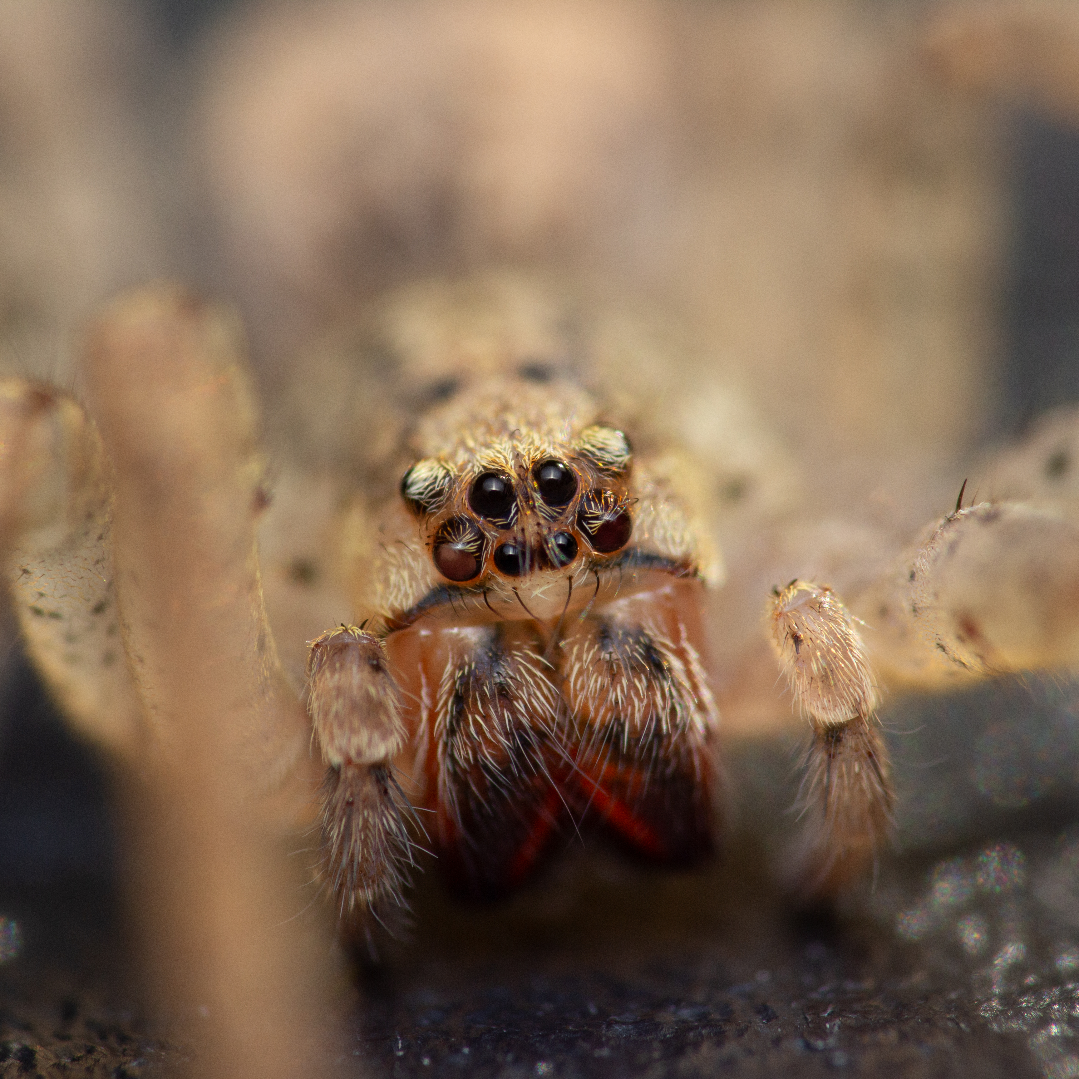 The close-up face of a young nosferatu spider, also called skull spider, outside