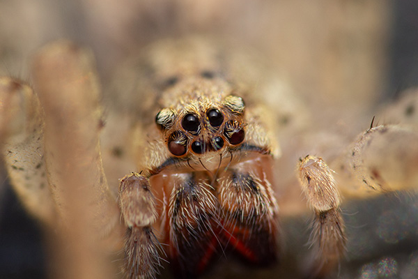 The close-up face of a young nosferatu spider, also called skull spider, outside