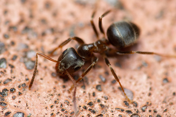 A close crop of an individual ant on floor tiles
