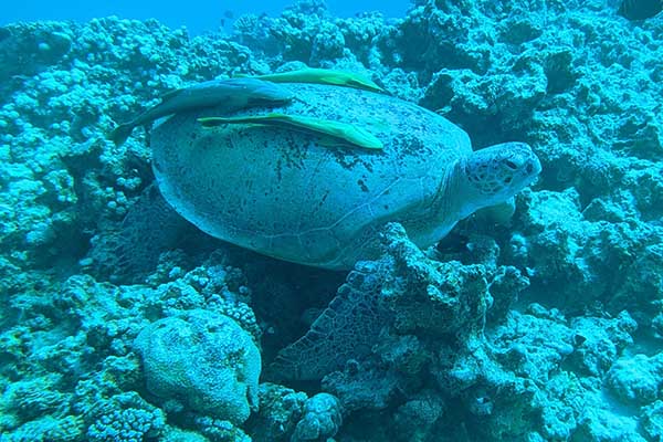A sea turtle lying on corals, with fish sitting on its shell.