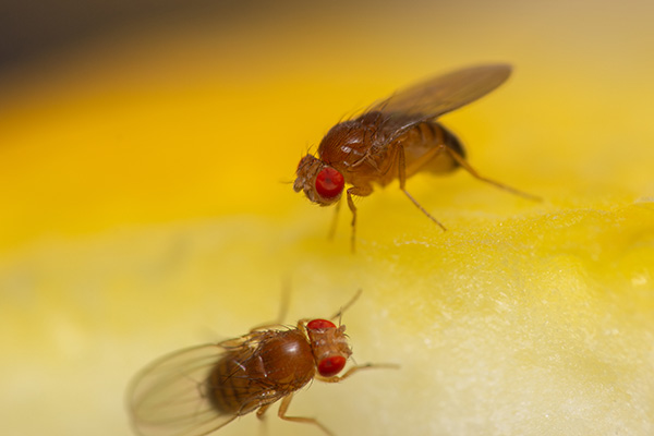 Two fruitflies sitting on a lemon
