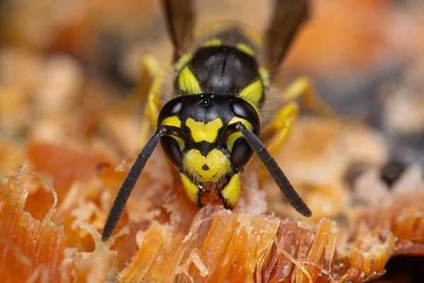 A wasp eating salmon leftovers