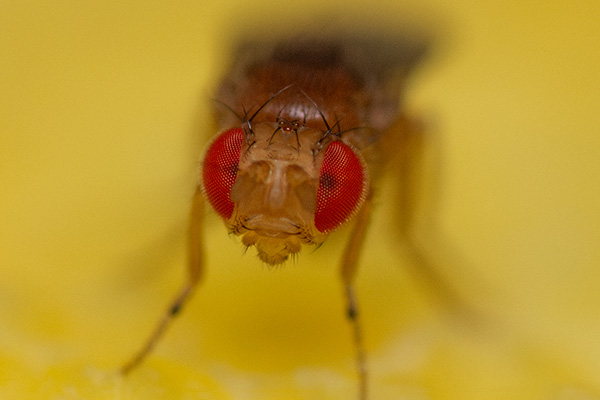 A fruitfly sitting on a lemon, looking right at the lens.