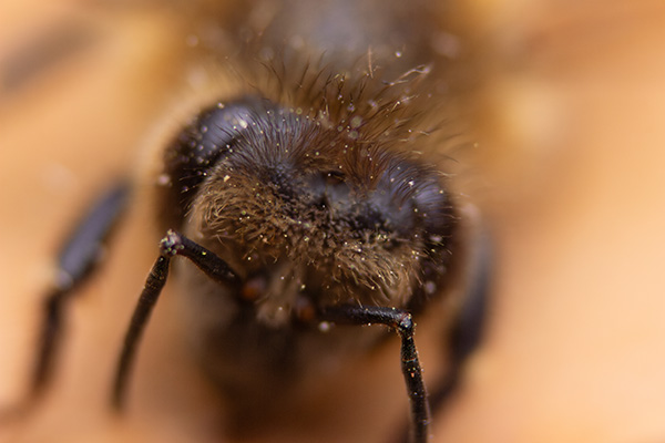 A dead bee resting on a wooden table, with visible pollen covering its eyes, close up