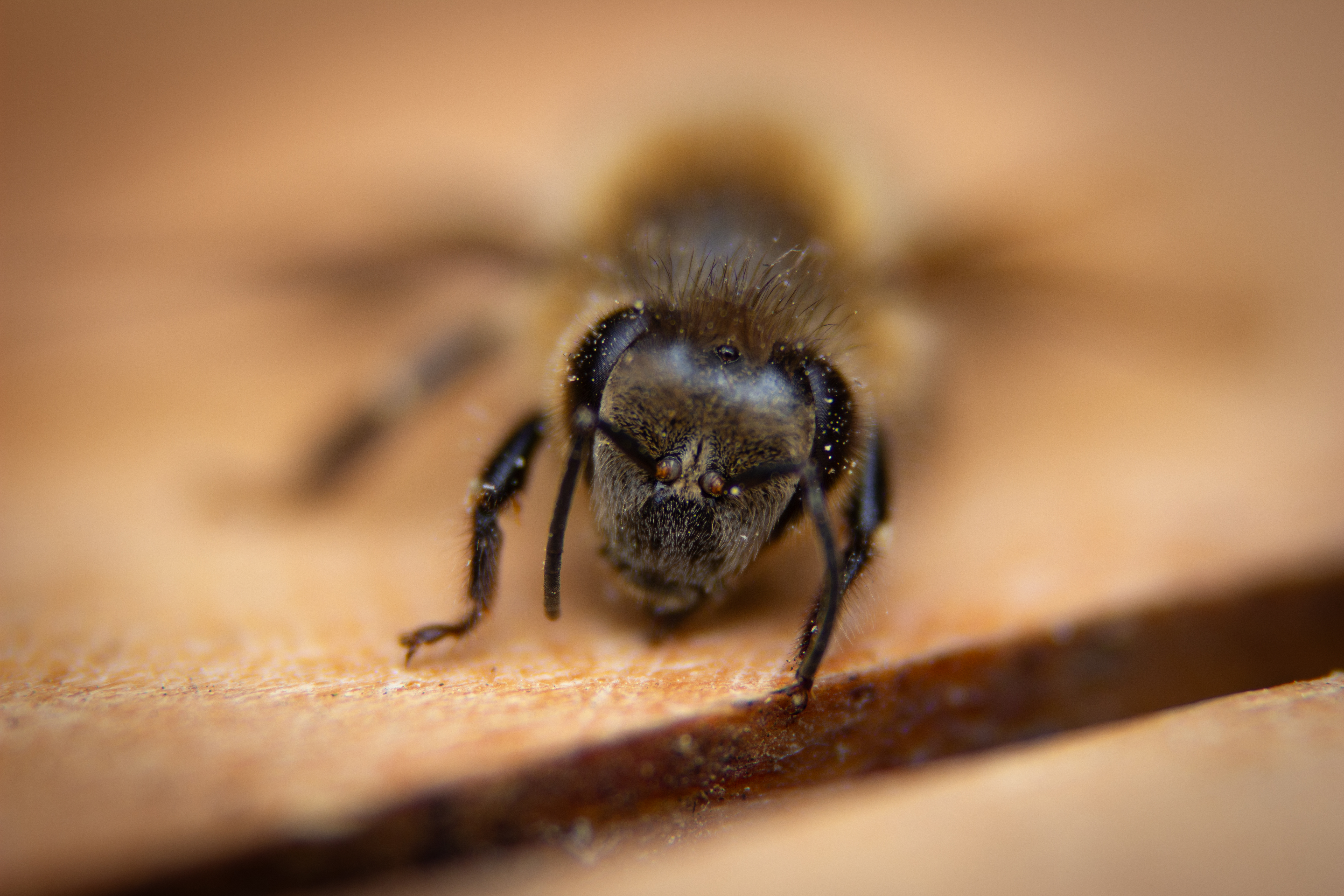 A dead bee resting on a wooden table