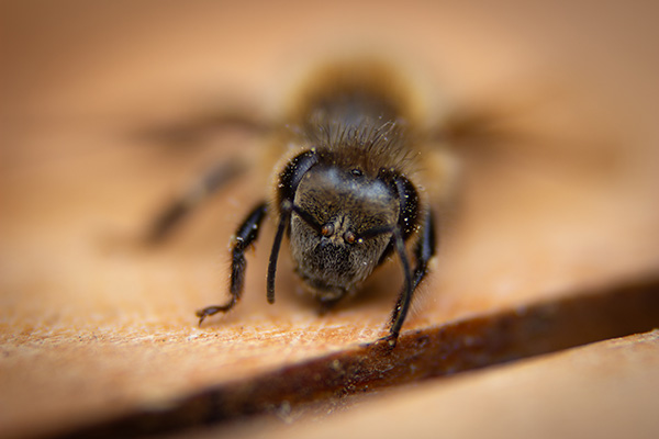 A dead bee resting on a wooden table