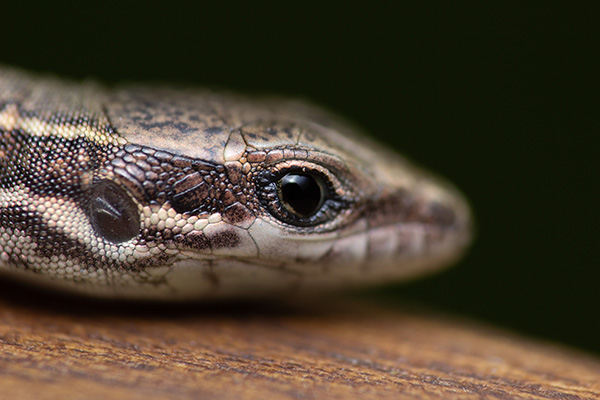 A lizard sitting on a wooden table, being a good boy for the camera