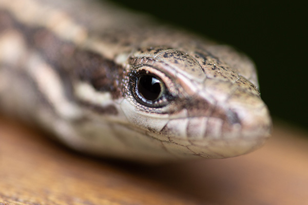 A lizard sitting on a wooden table, being a good boy for the camera