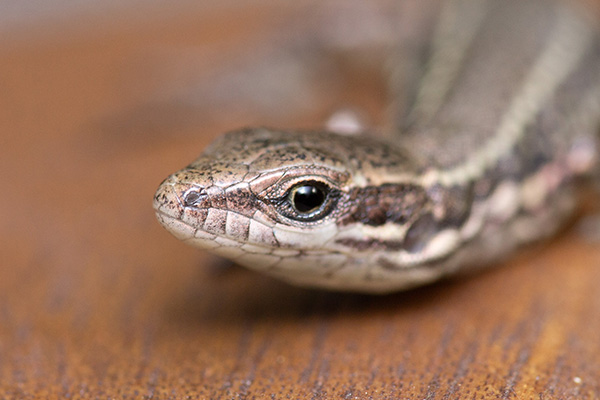 A lizard sitting on a wooden table, being a good boy for the camera