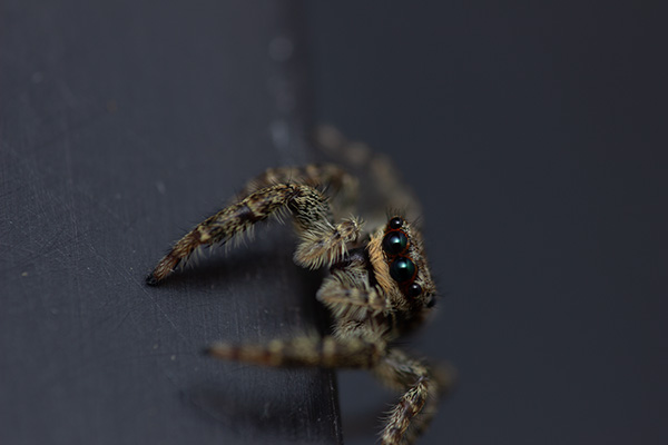 Close-up of a jumping spider with intricate details of its hairy legs and large, reflective eyes, positioned against a dark background.