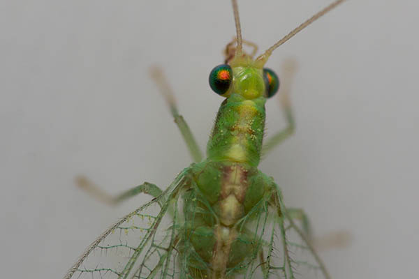 A green lacewing fly, on a white background