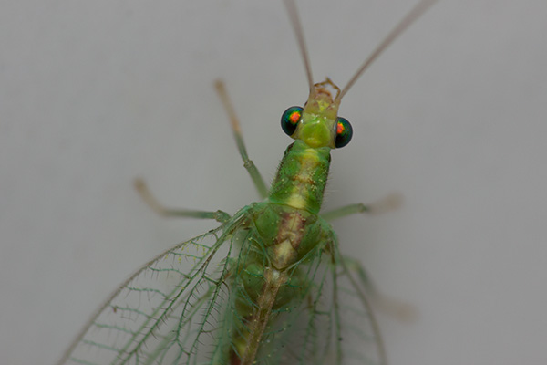 A green lacewing fly, on a white background