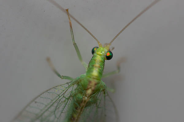 A green lacewing fly, on a white background