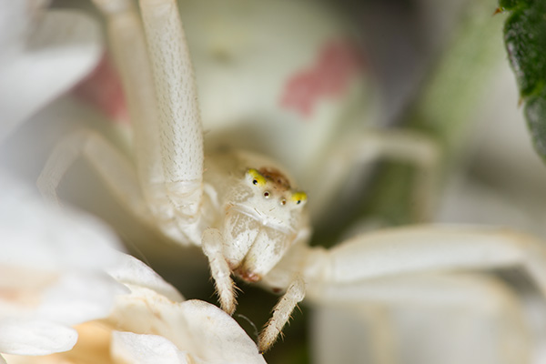 A white crab spider sitting on white sneezewort flowers.