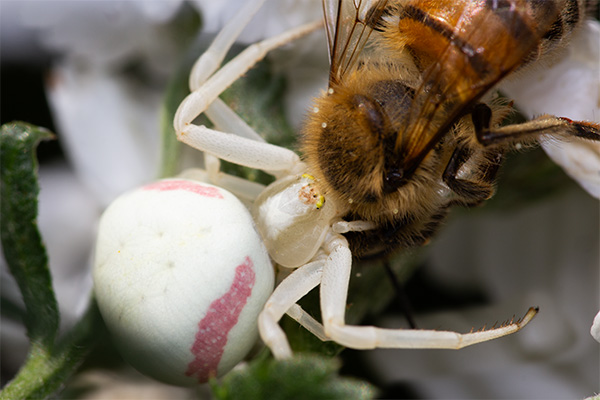 A white crab spider eating a bee, sitting on sneezewort flowers